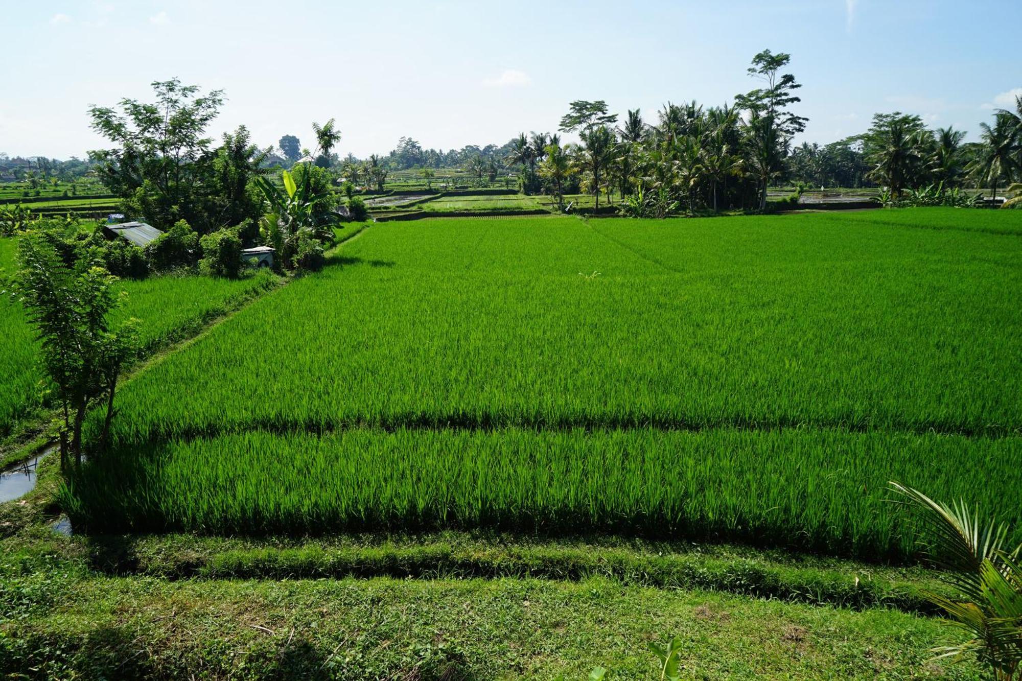 Santun Luxury Private Villas Ubud  Phòng bức ảnh